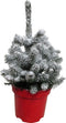Kerstboom Picea sneeuw ↨ 50cm - hoge kwaliteit planten