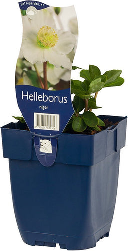 Kerstroos - Helleborus niger | 1 stuk | groenblijvende vaste plant | wintergroen | 11x11 cm Kwekerspot | Geschikt voor in Pot | winterhard | Wit