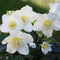 Kerstroos - Helleborus niger | 1 stuk | groenblijvende vaste plant | wintergroen | 11x11 cm Kwekerspot | Geschikt voor in Pot | winterhard | Wit