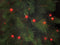 Kerstverlichting Cherry Light LED - 12 m - 120 rode lampjes - groene draad - 24 V