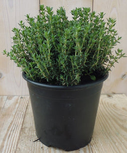 Keukentijm Groen