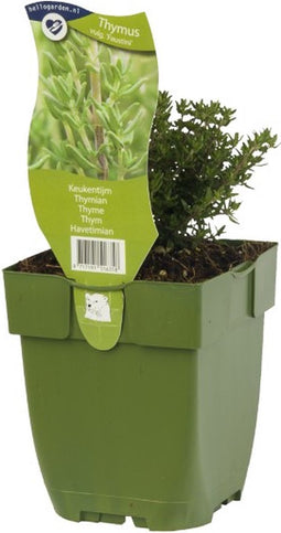 Keukentijm kruid Thymus vulgare FaustiniGriffioen