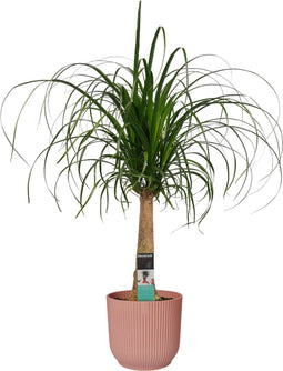 Decorum Beaucarnea in ELHO Vibes Roze - Duijn-Hove - Groene plant- Hoogte 55 cm