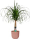 Decorum Beaucarnea in ELHO Vibes Roze - Duijn-Hove - Groene plant- Hoogte 55 cm