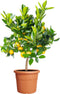 Elho Algarve Cilindro 30cm - Grote Bloempot voor Buiten - 100% Gerecycled Plastic - Terra