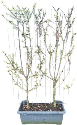 Hedge to Go - Prunus d. Opal Haag