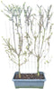 Hedge to Go - Prunus d. Opal Haag