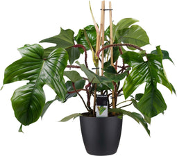 Goed & Groen - Decorum Philodendron Squamiferum - Pyramide in ELHO Round (zwart) - ↨ 70cm - Potmaat 20 - Exclusieve Kwaliteit Planten - Kamer Plant - Kamerplanten - Sfeer - Interieur