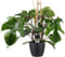 Goed & Groen - Decorum Philodendron Squamiferum - Pyramide in ELHO Round (zwart) - ↨ 70cm - Potmaat 20 - Exclusieve Kwaliteit Planten - Kamer Plant - Kamerplanten - Sfeer - Interieur