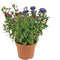 Goed & Groen - Aster Showmaker Snow White -↨ 25cm - Potmaat 14cm - Kwaliteit Planten - Tuin Plant - Tuinplantenplanten - Sfeer