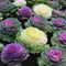 Plant in a Box - Brassica oleracea - Set van 3 - Sierkool - Decoratieve Bladen - Pot 10.5cm - Hoogte 10-20cm