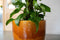 Ter Steege Bloempot Oker Geel D 20 cm H 18 cm Opening 18 cm