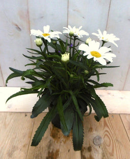 Margriet wit