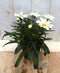 Margriet wit