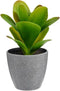 Decoratieve plant Plastic (6 Stuks) (11 x 20 x 11 cm)