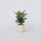 Plant in a Box - Dwergpalm - Chamaedorea elegans - Hoogte 30-40cm - Pot 12cm - Kamerplant - Groen