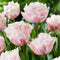 Plant in a Box - Tulipa Dreamer - Tulpenbollen x15 - Bloembollen voor Tuin, Terras of Balkon
