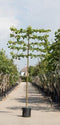 Leilinde 220 cm | Tillia europaea 'Pallida' 14-18 cm 220 cm| Bomenbezorgd.nl