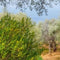 Customize it - Tuinschilderij olijfboomgrd 130x70