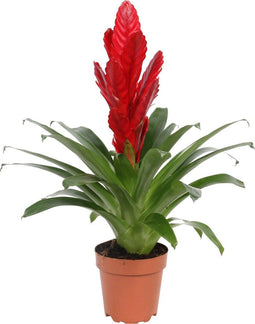 Choice of Green - Vriesea Intenso Red single - Hoogte 40 - Diameter pot 13