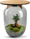 Terrarium | Eiken Tafel | Bonsai plant | Grijs glas | ↑55cm -Ø35cm