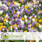 Plant in a Box - Crocus Large Flowering Mix - Bloembollen x30 - Krokus - Paars / Geel