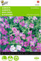 2 stuks Aubrieta Grandiflora gemengd
