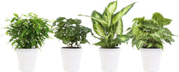 Combibox hippe kamerplanten in Anna White- keramiek – ↨ 25cm – ⌀ 12cm