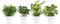 Combibox hippe kamerplanten in Anna White- keramiek – ↨ 25cm – ⌀ 12cm