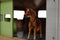 Kids Globe Luxe Paardenstal 1:32