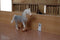 Kids Globe Luxe Paardenstal 1:32