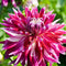 Plant in a Box - Dahlia Vancouver - Set van 3 - Dahliaknollen Dinner-plate - Prachtige zomerbloeier - Bloembollen