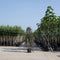 Rode treur sierappel | Malus 'Royal Beauty' 6-10 cm 200 cm| Bomenbezorgd.nl