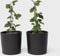 Plant in a Box - Ribes rubrum 'Jonkheer van Tets' - Aalbes - Set van 2 - Fruitstruik - Rode bessen - ⌀15cm - Hoogte 50-60cm