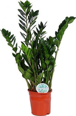 Kamerplant van Botanicly – Zamioculcas – Hoogte: 70 cm