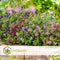 Plant in a Box - Hebe All Blooms 'Siara', 'Ranaia', 'Samona' - Hebe All Blooms - Mix van 6 - Tuinplanten - Winterhard - Pot 13cm - Hoogte 30-35cm