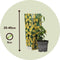 Plant in a Box - Thunbergia alata 'Lemon Star' - Set van 3 - Gele Bloeiende klimplanten - Pot 9cm - Hoogte 25-40cm