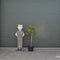 Parasolden Pinus pinea h 140cm st. omtrek 85cm st. h 100 cm