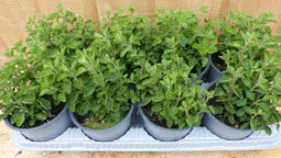 Kruiden Marjolein 8 potjes in tray