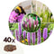 Plant in a Box - Liatris - Mix van 40 - Lampenpoetser - Wortelstokken - Prachtschaarde - Bloeiende vaste plant