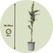 Plant in a Box - Eucalyptus cinerea 'Silver Dollar' - Winterharde Eucalyptus - Pot 19cm - Hoogte 90-110cm