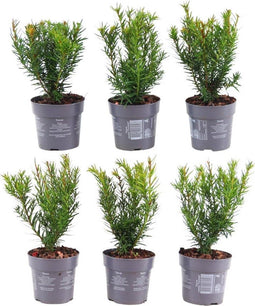 Plants by Frank | 1 strekkende meter Venijnboom haag | 6x Taxus media Farmen Ø12 cm - 20 cm | Groenblijvende haag | Tuinplanten | Planten