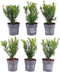 Plants by Frank | 1 strekkende meter Venijnboom haag | 6x Taxus media Farmen Ø12 cm - 20 cm | Groenblijvende haag | Tuinplanten | Planten