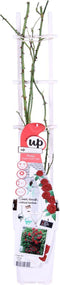 Plant in a Box - Rosa Crazy in love 'Red' - set van 2 Klimplanten - Klimroos met rode bladeren - Pot 15cm - Hoogte 60-70cm