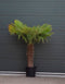 Chinese waaierpalm - Trachycarpus Fortunei 80 cm stamhoogte