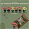 Plants by Frank | set van 6 Parelbes planten | 6x Pernettya mucronata mix | 2x roze, 2x wit & 2x rood | 12 cm Ø | 20 cm hoog | winterharde planten | tuinplanten | planten