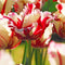 Plant in a Box - Tulipa Estella Rijnveld - 14x Tulpenbollen - Winterharde Bloembollen voor Tuin, Terras of Balkon