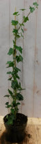 Klimop Hedrea 60 cm