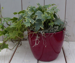 Klimop Hedrea bont rode pot 25 cm