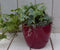 Klimop Hedrea bont rode pot 25 cm